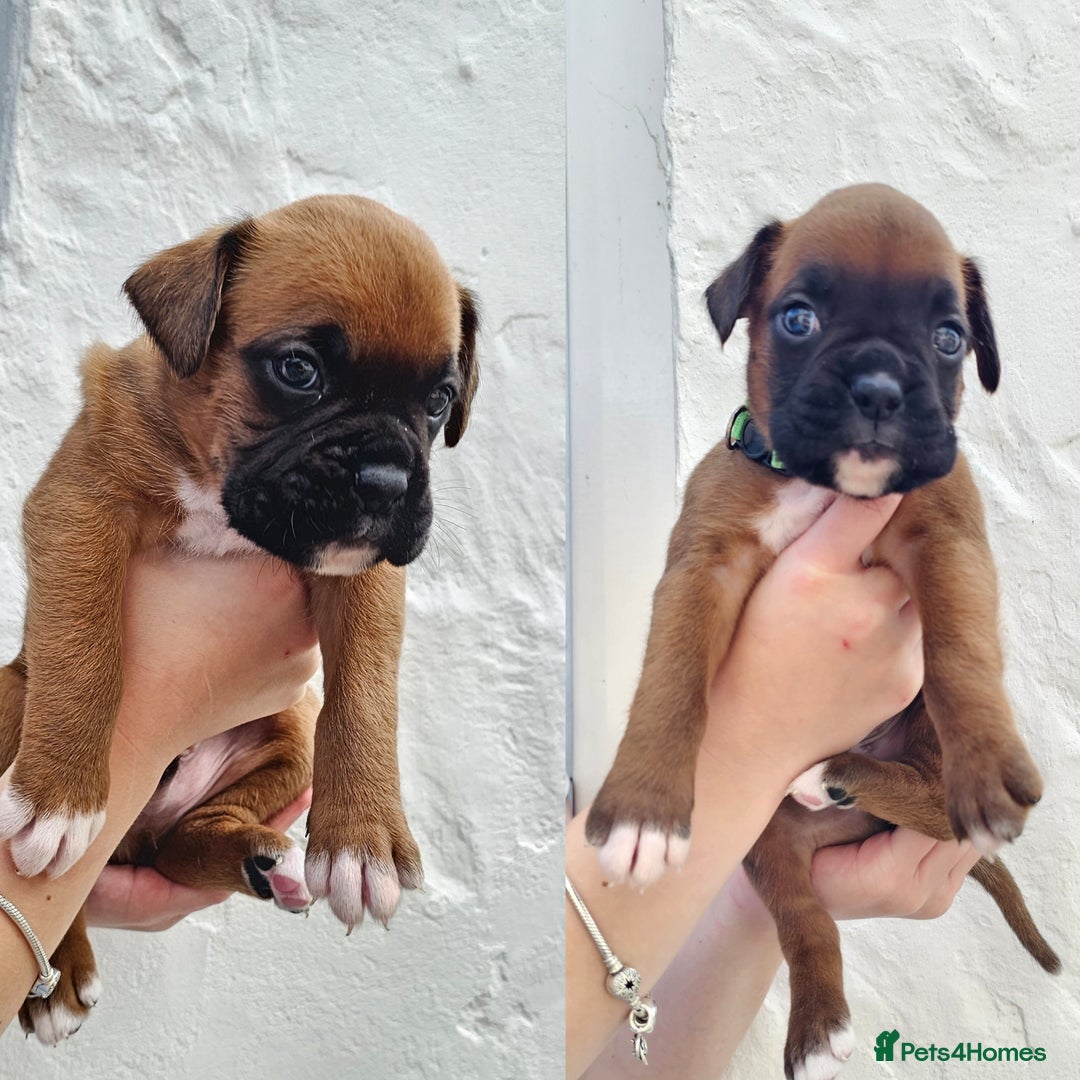 Boxer dogs for sale: *** ONLY 2 LEFT!!! *** - Image 2