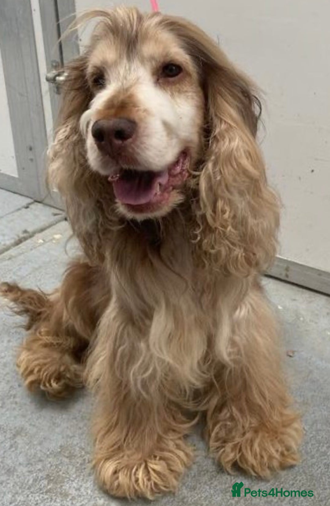 Cocker Spaniel dogs for sale: 8 beautiful cocker Spaniel puppies  - Advert 12