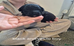 Toy Poodle dogs for sale: 5 beautiful black toy poodle puppies - Image 9