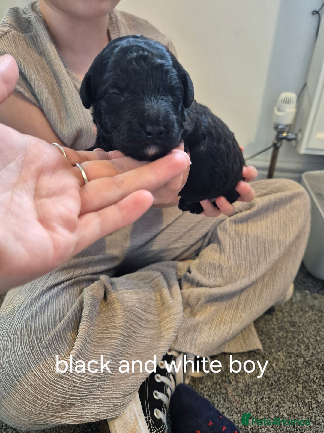 Toy Poodle dogs for sale: 5 beautiful black toy poodle puppies - Image 9