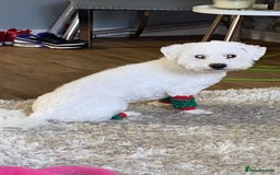 Bichon Frise dogs for sale: Bichon frise 4 year old male stud for sale - Image 16