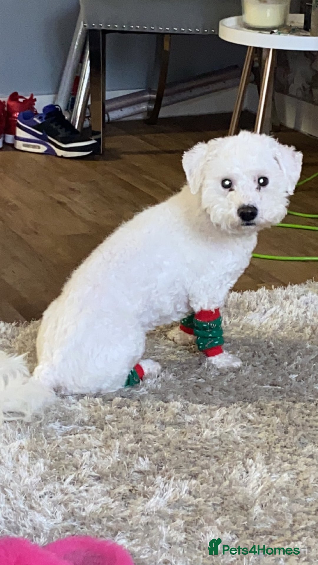 Bichon Frise dogs for sale: Bichon frise 4 year old male stud for sale - Image 16
