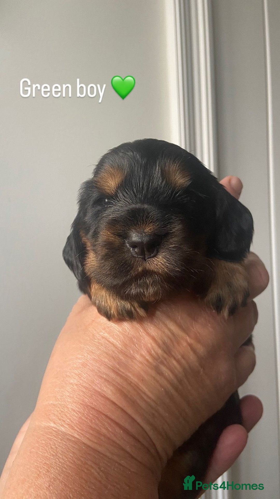 Cocker Spaniel dogs for sale: KC RIZI-BIZI show type European show champ lines - Image 10