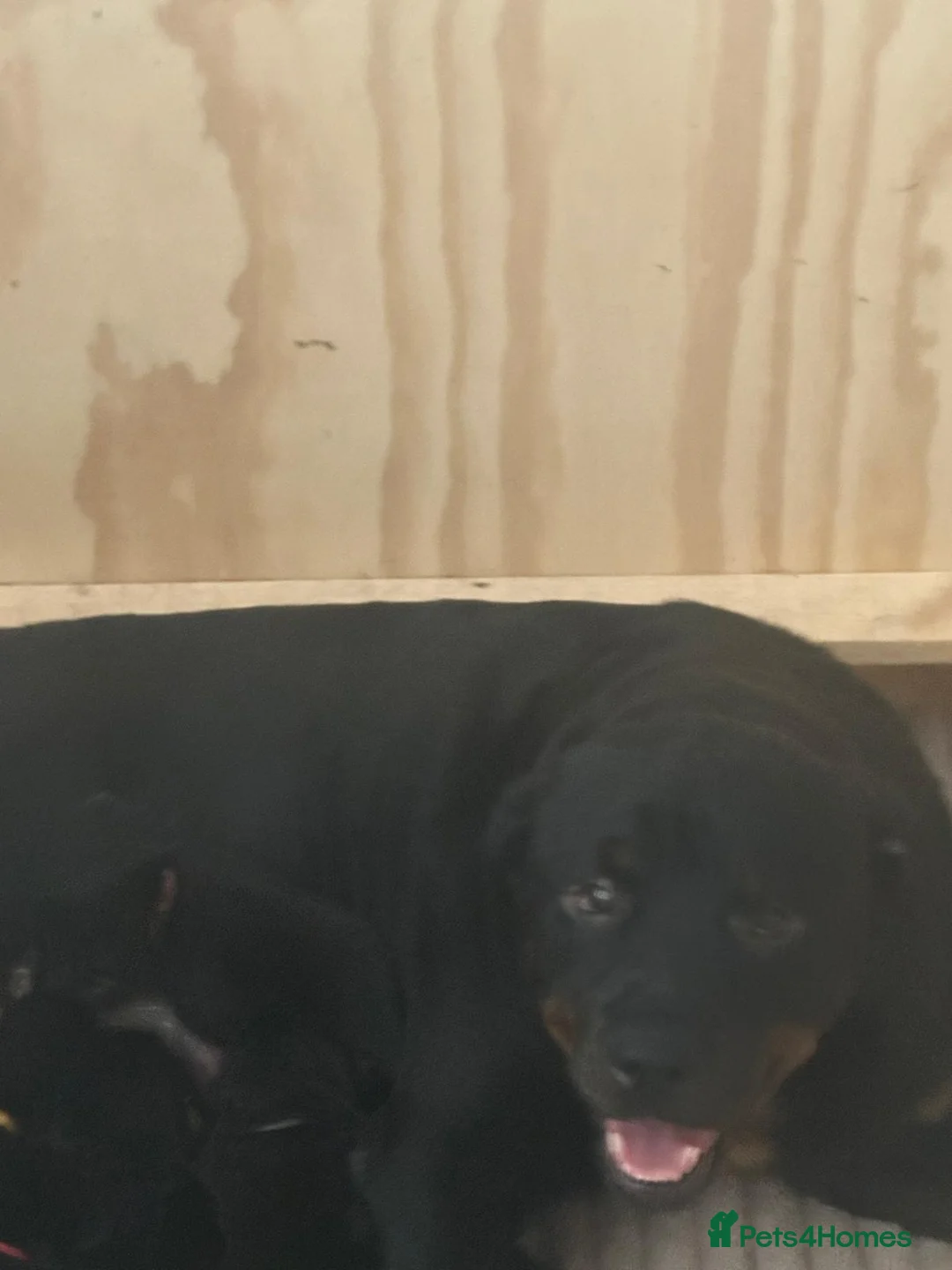 Rottweiler dogs for sale: Rottweiler pups - Advert 3