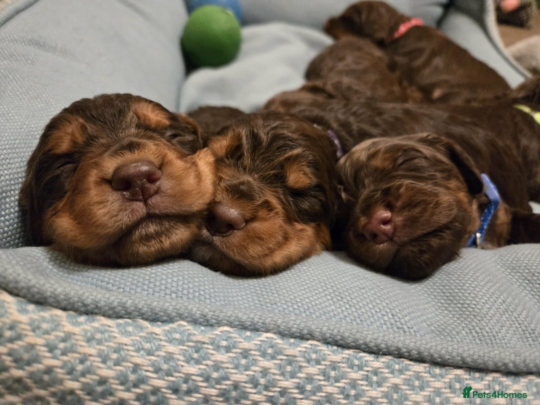 Cocker Spaniel dogs for sale: ✨ Chocolate & Tan Cocker Spaniel Puppies ✨ - Advert 3