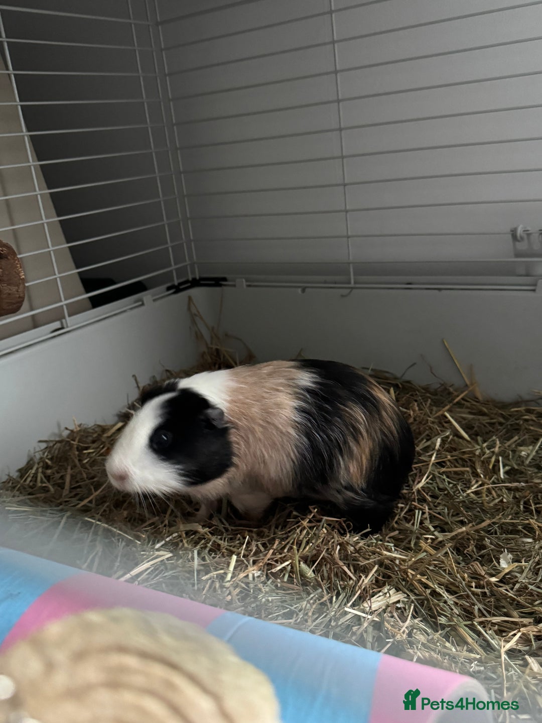 Guinea Pig rodents for sale: 2 guinea pigs for sale  - Advert 7