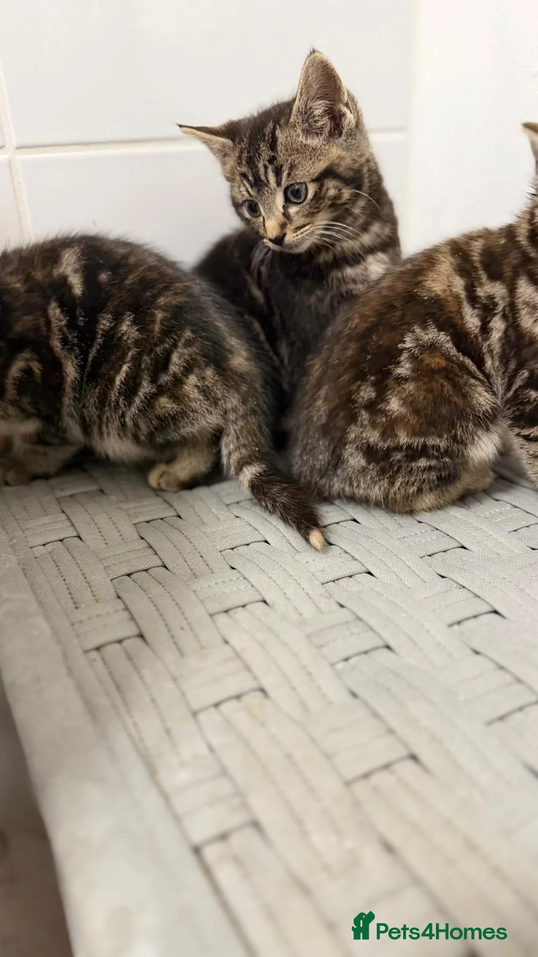 Mixed Breed cats for sale: Ragdoll x  - Advert 11