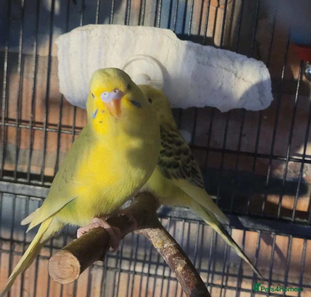 Budgerigars birds for sale: Baby Budgies (no offers) - Advert 6