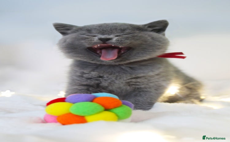 British Shorthair cats - Advert 11