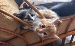 Mixed Breed cats for sale: 5 gorgeous kittens  - Image 11