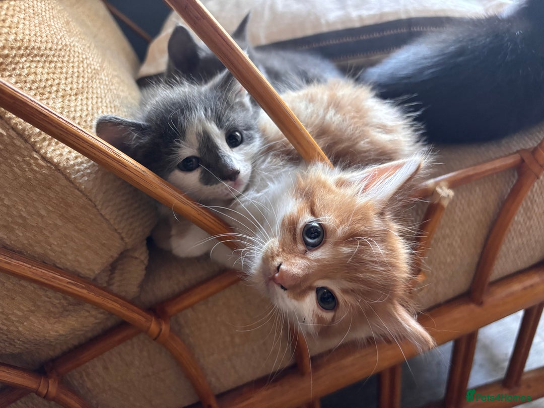 Mixed Breed cats for sale: 5 gorgeous kittens  - Image 11