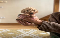Cockapoo dogs for sale: Teddy bear cute Tiny Cockapoos  - Advert 17
