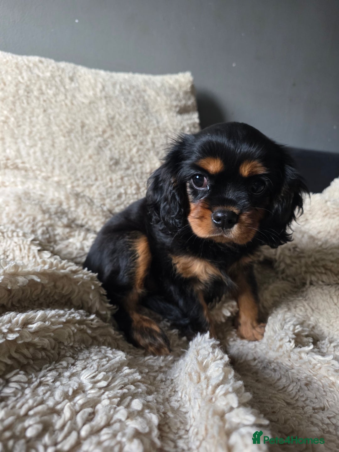 Cavalier King Charles Spaniel dogs for sale: KC Cavalier pupies - Advert 3