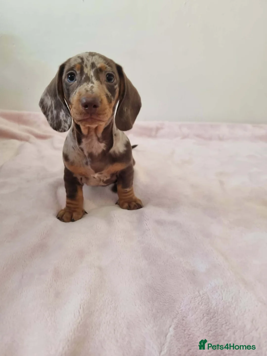 Miniature Dachshund dogs for sale: Absolutely beautiful miniature dachshund puppies in Burton-on-Trent - Advert 1