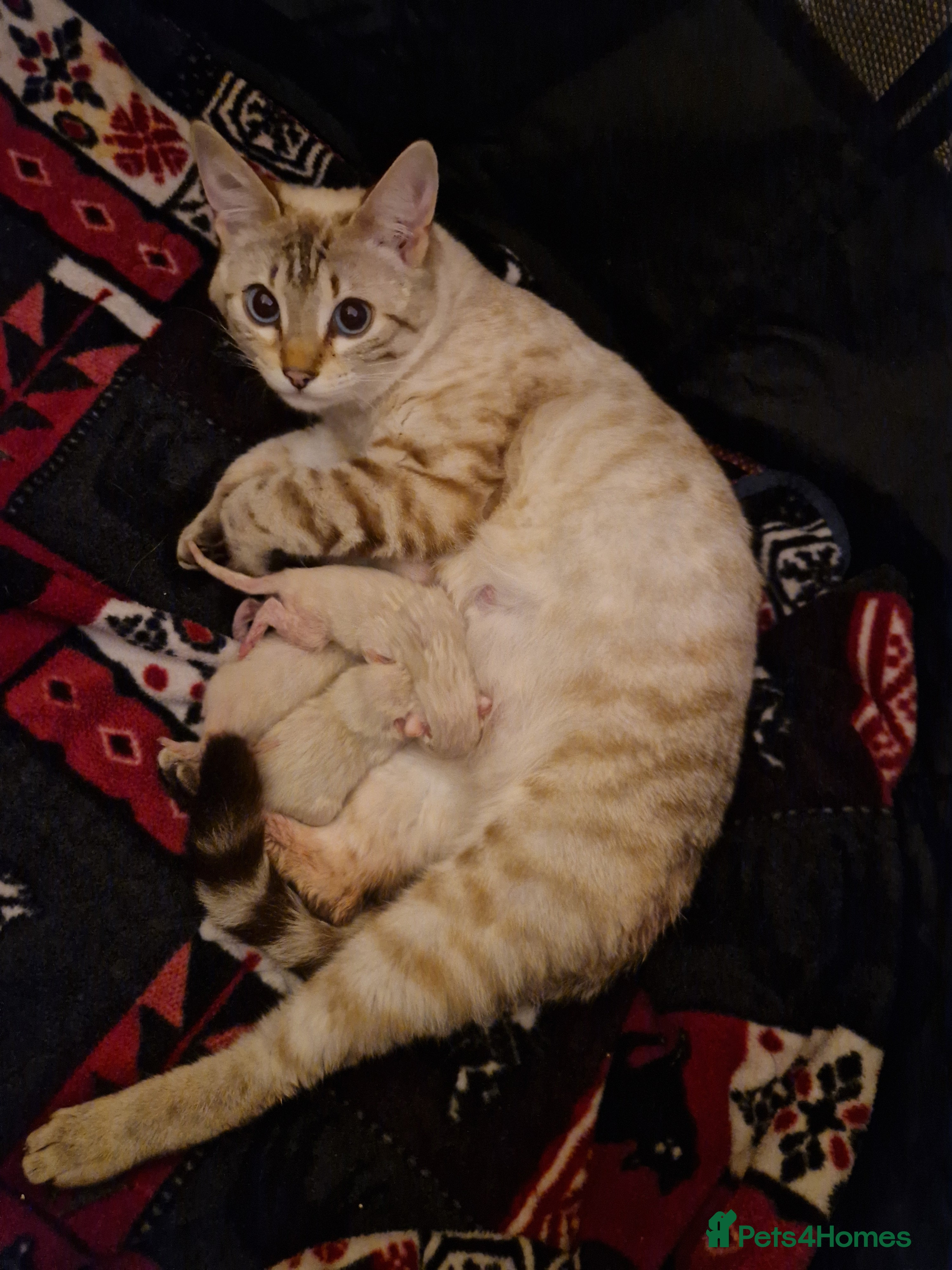 Bengal cats 🌟 Stunning seal lynx (snow) bengal kittens - Advert 1