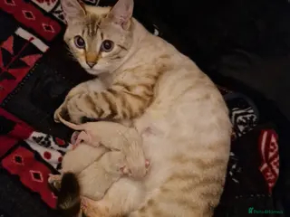 Bengal cats 🌟 Stunning seal lynx (snow) bengal kittens - Advert 1