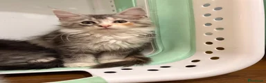 Rosie 