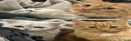 Mixed Breed cats for sale: yselly and yumi - Advert 3
