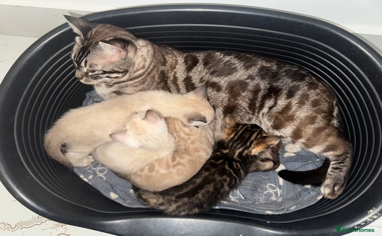 Bengal cats - Advert 4