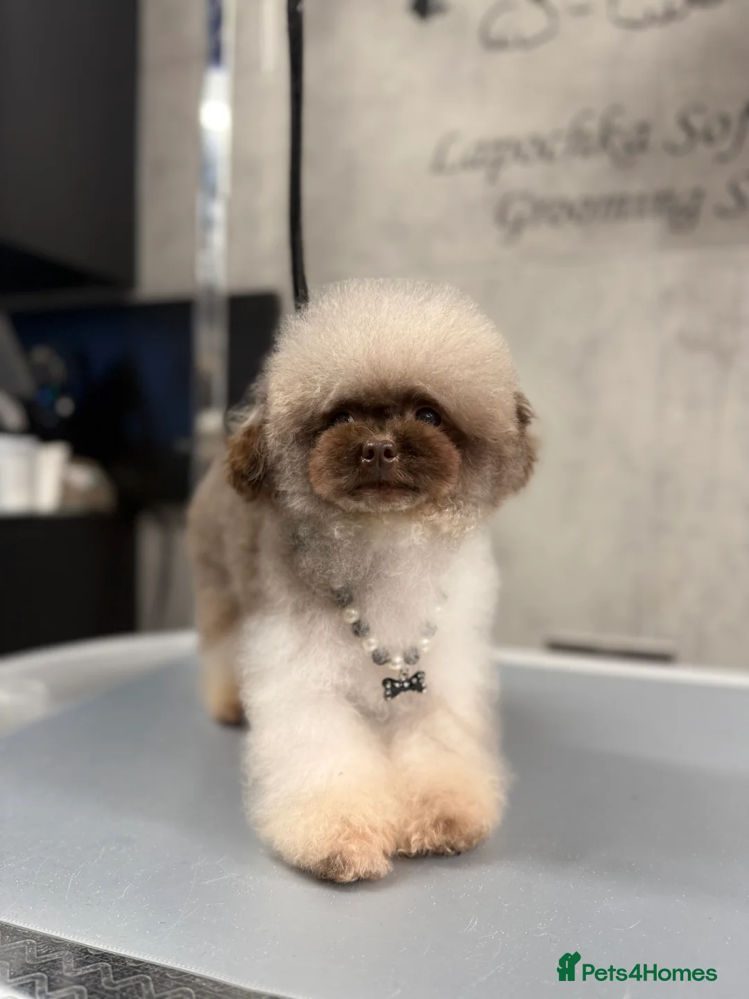 Toy Poodle dogs for stud: Asian toy poodle - Advert 1