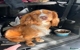 Cocker Spaniel dogs for sale: **No longer available** Gorgeous Cocker Spaniel - Image 3