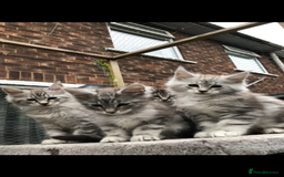 Maine Coon cats for sale: Maine coon kittens ready now - Image 1