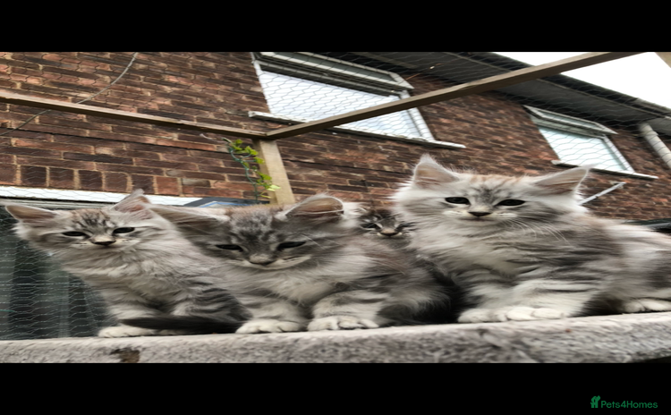 Maine Coon cats - Advert 11
