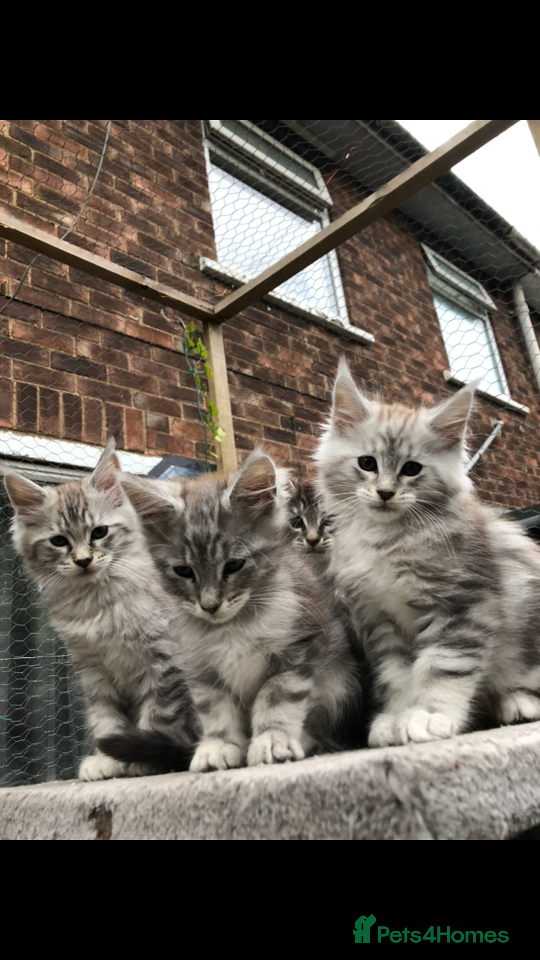 Maine Coon cats for sale: Maine coon kittens ready now - Image 1