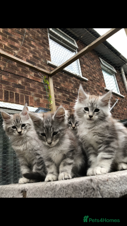 Maine Coon cats - Advert 15