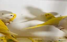 Parakeets birds for sale: Various colours/age  budgies  - Image 16
