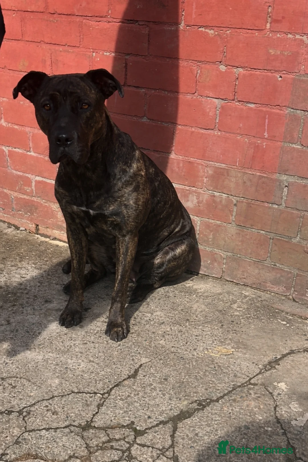 Presa Canario dogs for sale: Presa canario puppy in Birmingham - Advert 2