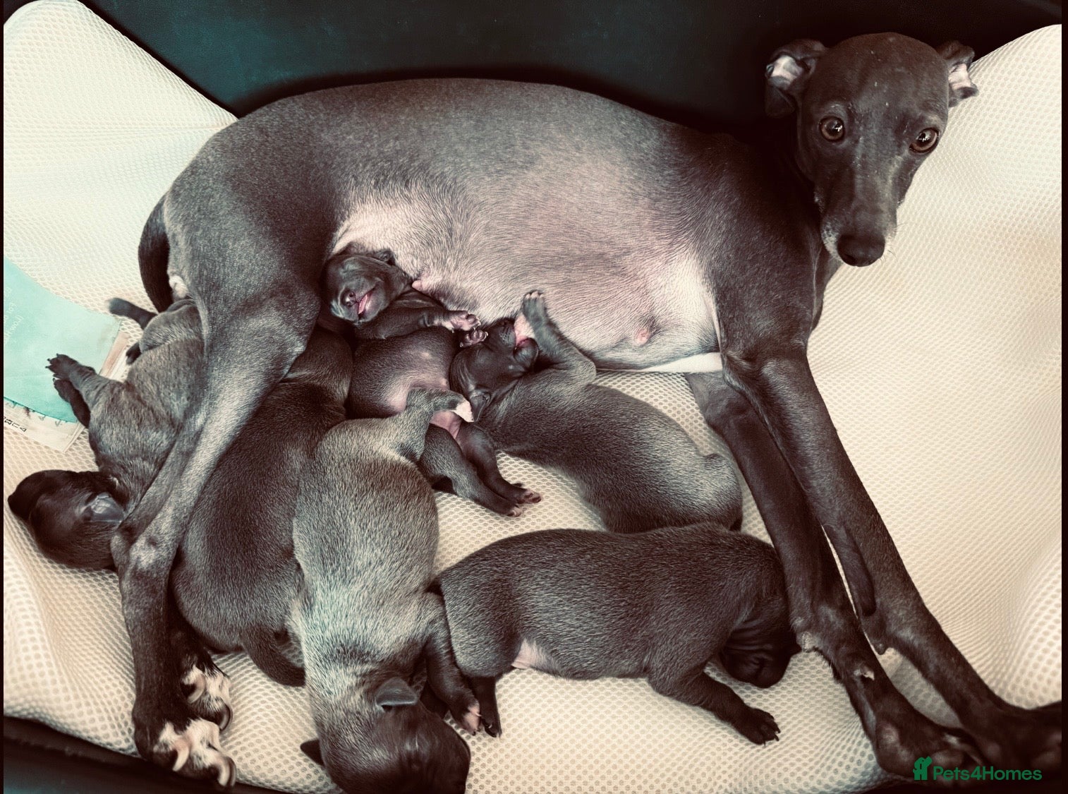 Italian Greyhound dogs 6 Stunning KC Italian Greyhound Puppies  - Advert 9