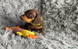 Miniature Dachshund dogs for sale: Last one available PRA Clear Miniature Dachshund  - Advert 6