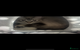 Ragdoll cats for sale: Gorgeous Ragdoll kittens  - Image 3