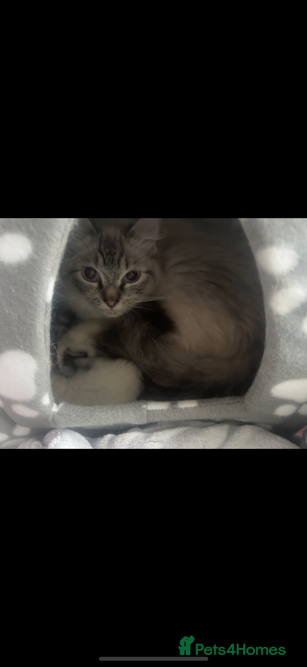 Ragdoll cats for sale: Gorgeous Ragdoll kittens  - Image 3