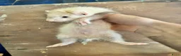 Ferret rodents for sale: Ferrets for sale  - Advert 1