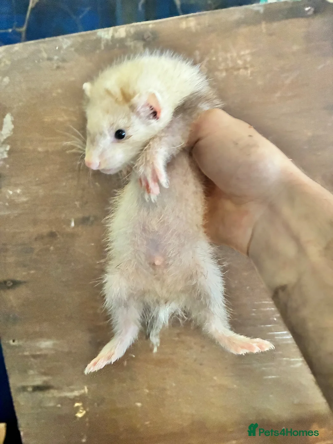 Ferret rodents for sale: Ferrets for sale  - Advert 1