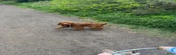 Cockapoo dogs for sale: Beautiful Cockerpoo F1, exceptionally friendly 🐾 - Advert 11