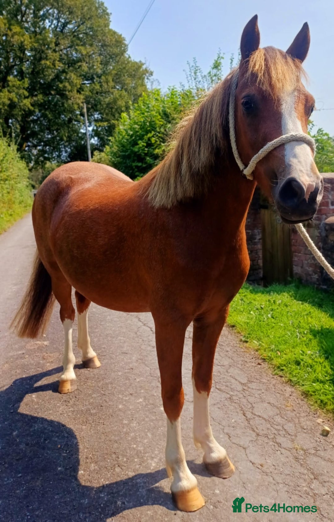 Welsh Section A horses for sale: 11 hh 3 year old Welsh Section A P/B Filly - Image 3