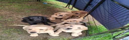 Labrador Retriever dogs for sale: READY TO GO. 2 AVAILABLE. Labrador Pups. KCreg. - Advert 14