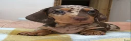 Miniature Dachshund dogs for sale: KC REGISTERED PRA clear  Chocolate dapple & tan - Advert 6