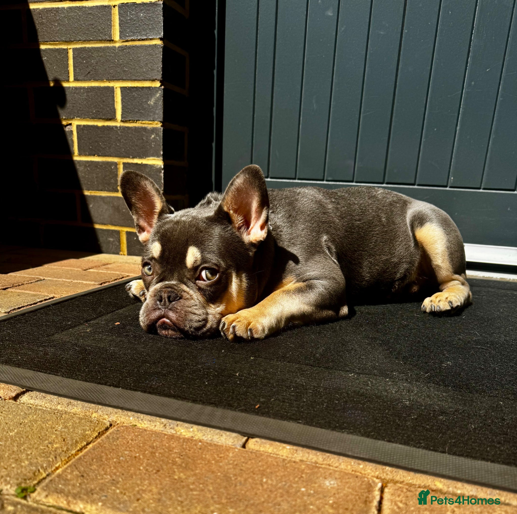 French Bulldog dogs Adorable Blue French Bulldog - Advert 16