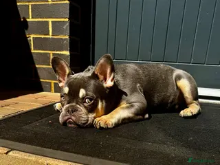 French Bulldog dogs Adorable Blue French Bulldog - Advert 16