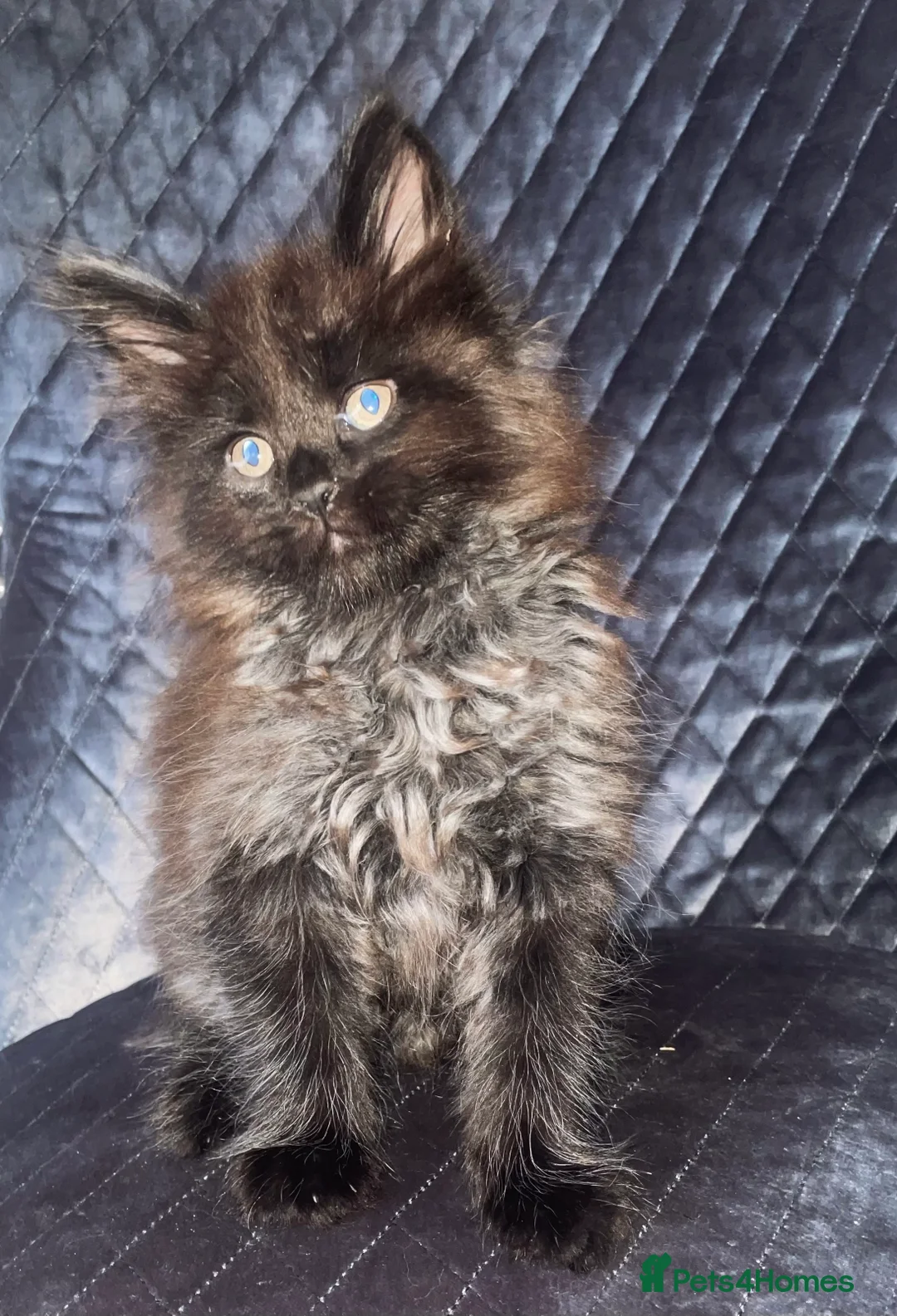 Maine Coon cats for sale: Giant Russian Mainecoons Kittens - Advert 19