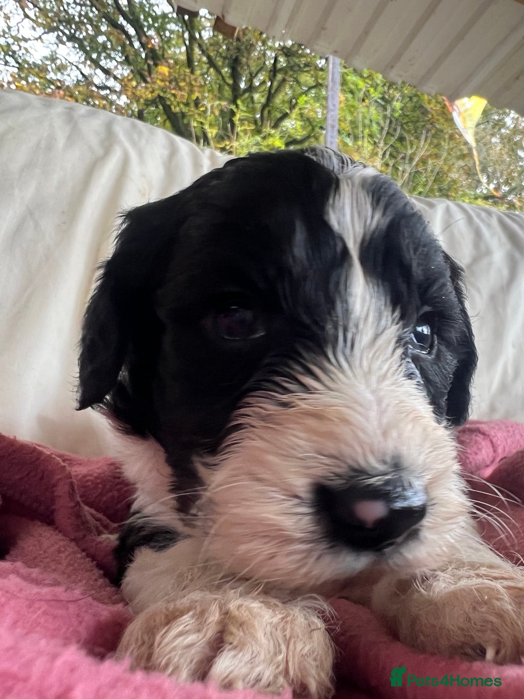 Bordoodle dogs for sale: Adorable Bordoodle (collie-poo) pups for sale  - Image 12