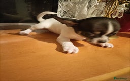 Chihuahua dogs for sale: KC Chihuahua puppies  - Image 21