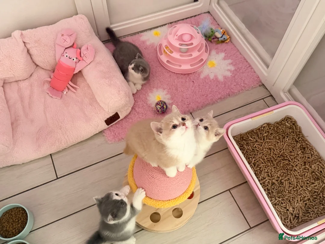 British Shorthair cats for sale: Stunning British Shorthair kittens  - Advert 2