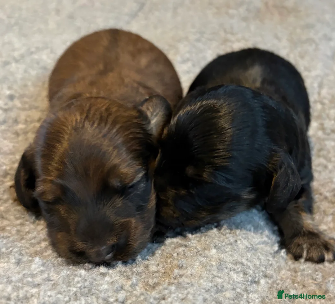Miniature Dachshund dogs for sale: Beautiful long hair miniature dachshund pups - Advert 3