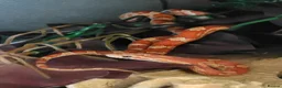 Corn Snake reptiles for sale: Corn snake  - Advert 2
