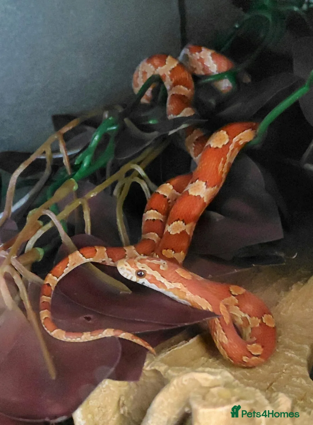 Corn Snake reptiles for sale: Corn snake  - Advert 2